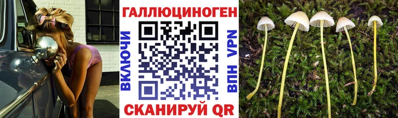 MEGA   Осинники  Галлюциногенные грибы Psilocybine cubensis 